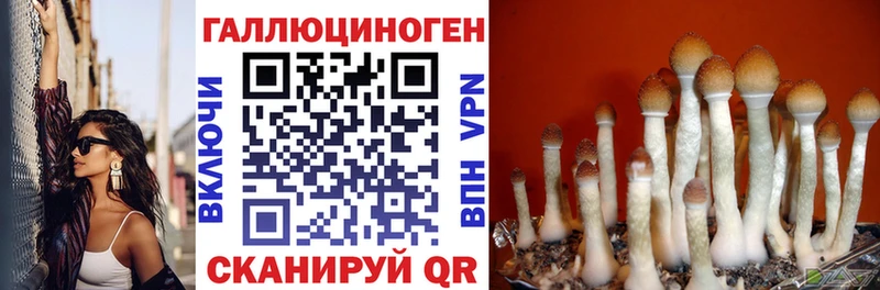Галлюциногенные грибы Psilocybe  Купить закладки  Уржум 